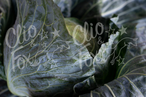 Market Cabbage